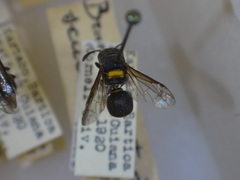 Brachygastra scutellaris