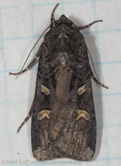 Actebia fennica