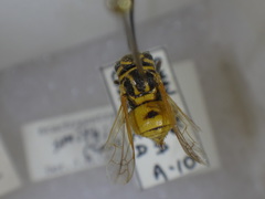 Brachygastra smithii