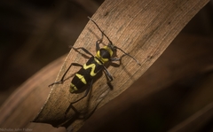 Chlorophorus curtisi