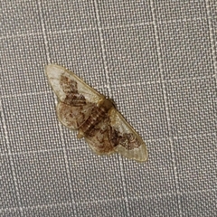 Idaea gemmata
