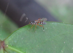 Glabridorsum stokesii