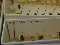 Brachygastra smithii