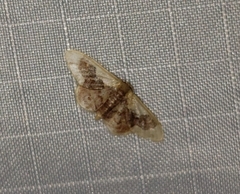 Idaea gemmata