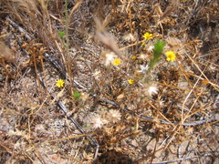 Pentachaeta aurea
