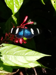 Heliconius sara fulgidus