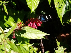 Heliconius sara fulgidus