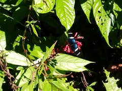 Heliconius sara fulgidus