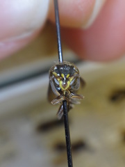 Charterginus nevermanni