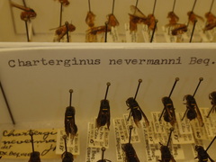 Charterginus nevermanni