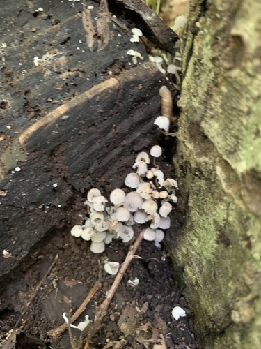 Coprinellus disseminatus