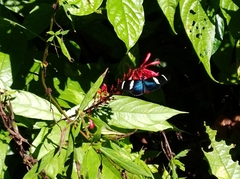 Heliconius sara fulgidus
