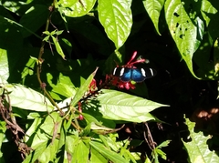 Heliconius sara fulgidus