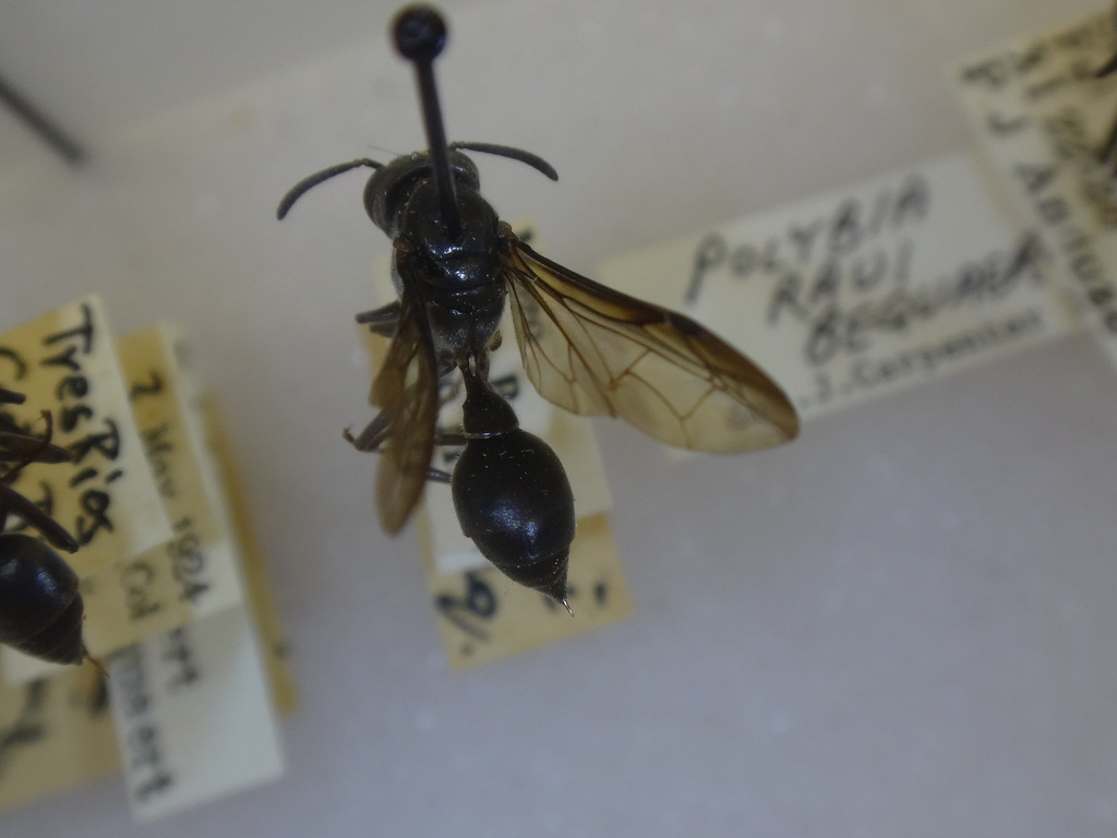 Polybia raui raui