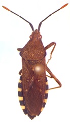 Catorhintha apicalis