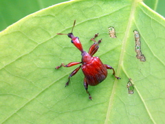 Apoderinae