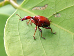 Apoderinae