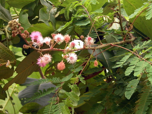 Himalayan mimosa (Mimosa rubicaulis)