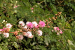 Mimosa rubicaulis