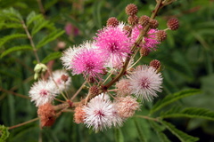 Mimosa rubicaulis