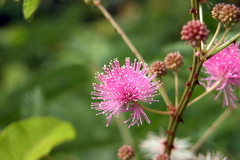 Mimosa rubicaulis