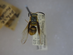 Parachartergus smithii