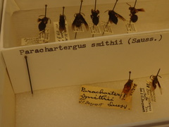 Parachartergus smithii