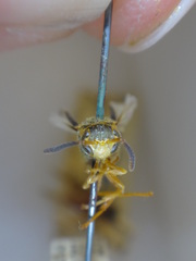 Parachartergus smithii