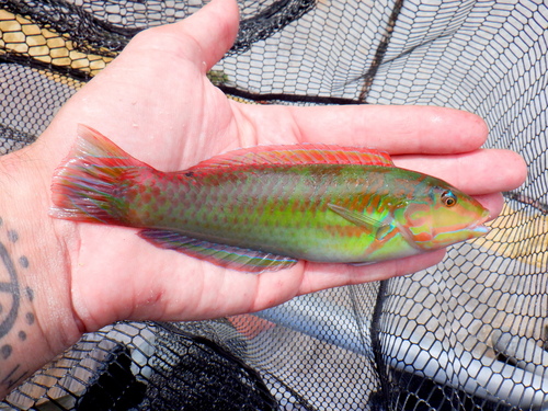 Blackear wrasse (Halichoeres poeyi) — Labridae — 3