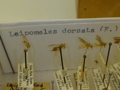 Leipomeles dorsata
