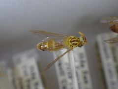 Leipomeles dorsata