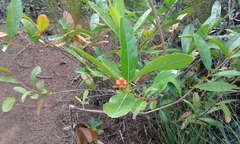 Citharexylum caudatum