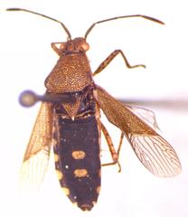 Catorhintha guttula