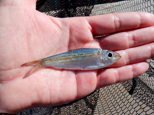 Loose-scaled sardine (Harengula humeralis) — Clupeidae