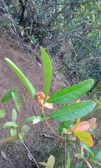 Citharexylum caudatum