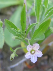 Convolvulus simulans
