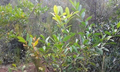 Citharexylum caudatum