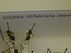 Polybia bifasciata