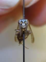 Polybia bifasciata