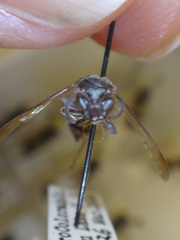 Polybia bifasciata