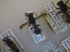 Polybia bifasciata