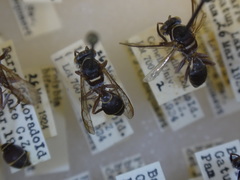 Polybia bifasciata