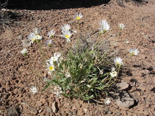 Xylorhiza tortifolia var. imberbis