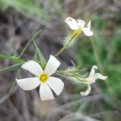 Phlox tenuifolia