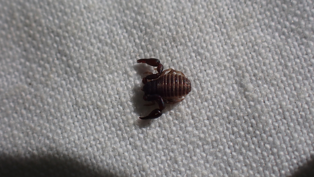 Hysterochelifer meridianus