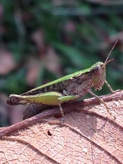 Acrididae