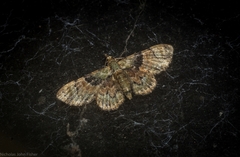 Gymnoscelis derogata