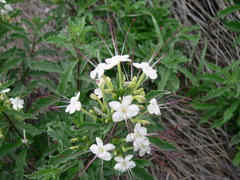 Clerodendrum ternatum