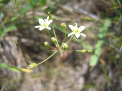 Muilla maritima