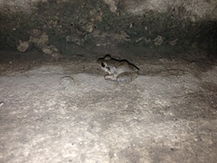 Leptodactylus poecilochilus